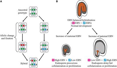 Understanding and overcoming hybrid lethality in seed and seedling stages as barriers to hybridization and gene flow